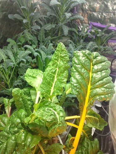 phenomenal lavender plants for sale Lavender 'Phenomenal'